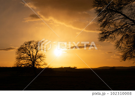 orange sunset over a field with tree silhouette. Alsace coutryside orange sunset over a field with tree silhouette. Alsace coutryside 102310008