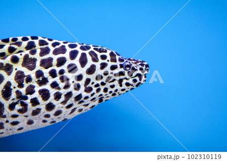 Close up head The Moray eel fish Close up head The Moray eel fish 102310119
