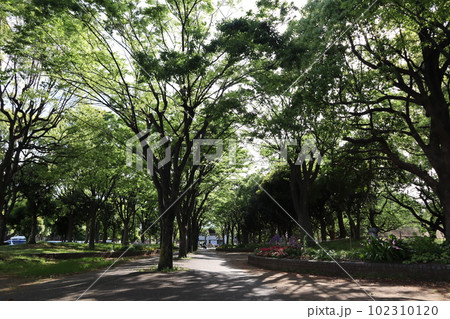 横浜市鶴見区 新緑の入船公園 横浜市鶴見区 新緑の入船公園 102310120