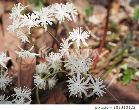 芹葉黄連　セリバオウレン 102310122