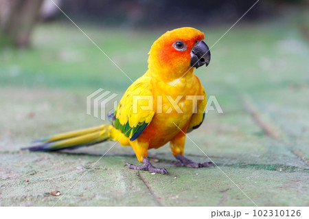 The mini parrot bird on floor 102310126