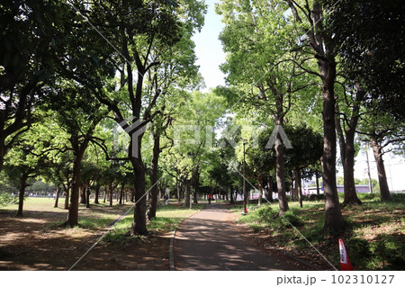横浜市鶴見区　新緑の入船公園 102310127