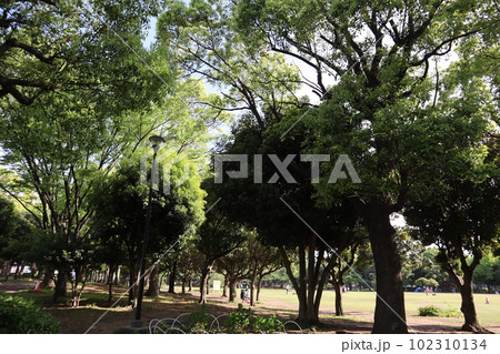 横浜市鶴見区　新緑の入船公園 102310134