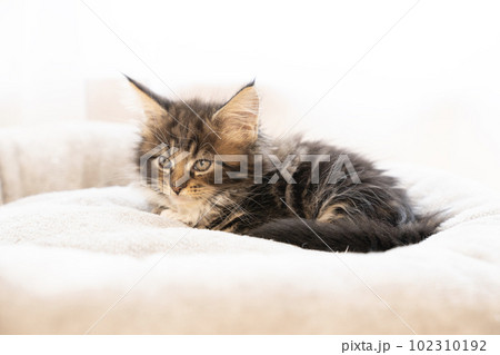 窓辺のベッドに入ったメインクーンの仔猫 窓辺のベッドに入ったメインクーンの仔猫 102310192