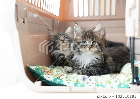 キャリーバックに入った3匹のメインクーンの仔猫 102310193
