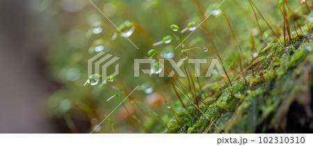 コケについた水滴をマクロレンズで撮影 102310310