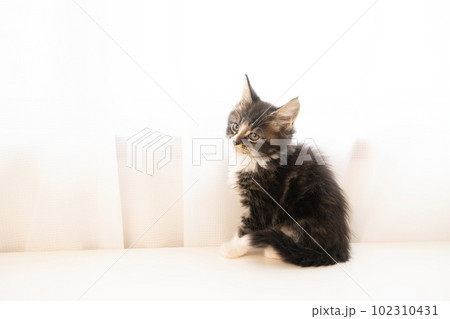 窓辺で振り向いたメインクーンの仔猫 窓辺で振り向いたメインクーンの仔猫 102310431