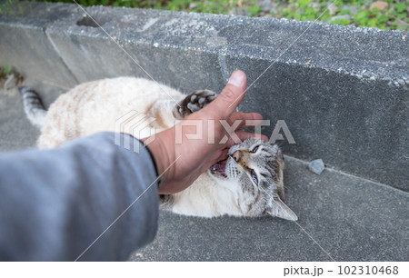 猫を撫でる 102310468