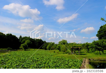 気持ち良い新緑と青空　春の蓮池 102310506