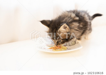 皿にのった餌を食べるメインクーンの仔猫 皿にのった餌を食べるメインクーンの仔猫 102310616