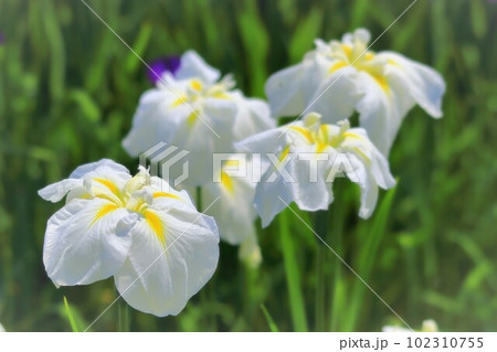 清々しい白の花菖蒲 102310755