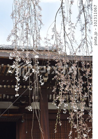 古寺　本堂の前の枝垂れ桜 102311067