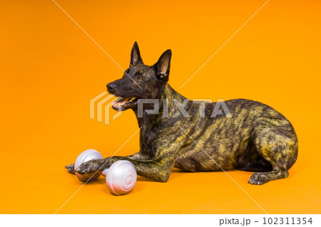 Dutch Shepherd holding dumbbell on red and yellow background Dutch Shepherd holding dumbbell on red and yellow background 102311354