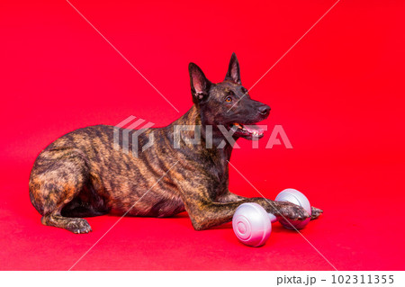 Dutch Shepherd holding dumbbell on red and yellow background Dutch Shepherd holding dumbbell on red and yellow background 102311355