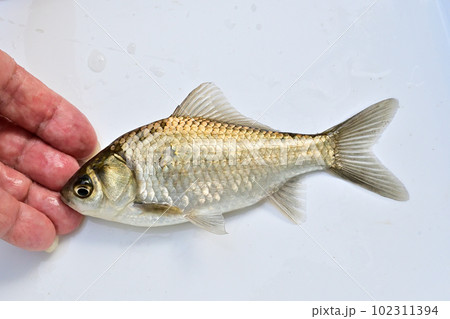 野池のヘラブナを白バックで 102311394