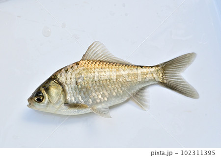 野池のヘラブナを白バックで 102311395