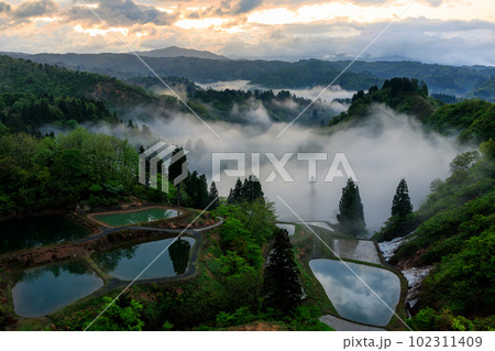 雲海の棚田 102311409