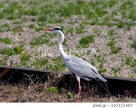 田んぼでたたずむアオサギ（香長平野の春 '23） 102311467