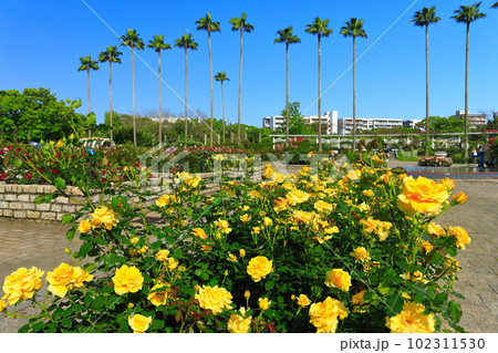 【大阪府】晴天の大阪市立長居植物園(バラ園) 【大阪府】晴天の大阪市立長居植物園(バラ園) 102311530