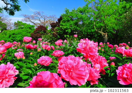 【大阪府】晴天の大阪市立長居植物園（シャクヤク園） 102311563