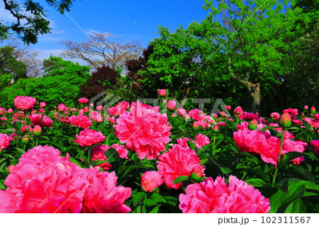 【大阪府】晴天の大阪市立長居植物園(シャクヤク園) 【大阪府】晴天の大阪市立長居植物園(シャクヤク園) 102311567