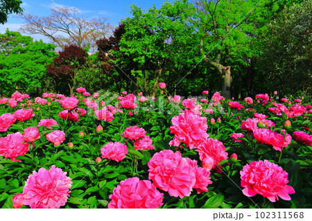 【大阪府】晴天の大阪市立長居植物園（シャクヤク園） 102311568