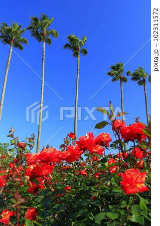 【大阪府】晴天の大阪市立長居植物園(バラ園) 【大阪府】晴天の大阪市立長居植物園(バラ園) 102311572