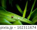 雨上がりの散歩 102311674