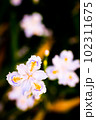 春の花 102311675