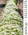 春の花壇 102311676