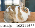うさぎさん 102311677