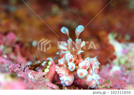 フリソデエビ フリソデエビ 102311850