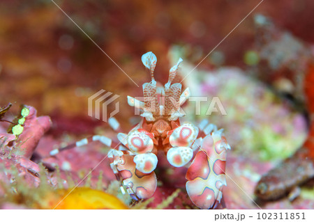 フリソデエビ 102311851