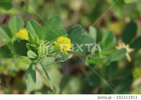 春の野原に咲く黄色い小さなコメツブツメクサの花 102311911