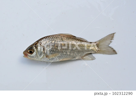 埼玉県の野池で釣ったマブナ 埼玉県の野池で釣ったマブナ 102312290