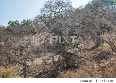 小野のしだれ栗【しだれ栗森林公園】 小野のしだれ栗【しだれ栗森林公園】 102312456