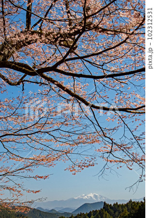 青空の下、御嶽山を望む峠からの嶽見桜 青空の下、御嶽山を望む峠からの嶽見桜 102312531