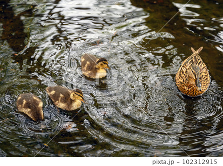 Female mallard duck with ducklings at Rush pond on Chislehurst Commons. Chislehurst is in the Borough of Bromley, Greater London. Mallard duck (Anas platyrhynchos), Kent, UK. Female mallard duck with ducklings at Rush pond on Chislehurst Commons. Chislehurst is in the Borough of Bromley, Greater London. Mallard duck (Anas platyrhynchos), Kent, UK. 102312915