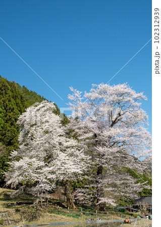 快晴の下、満開の苗代桜 快晴の下、満開の苗代桜 102312939
