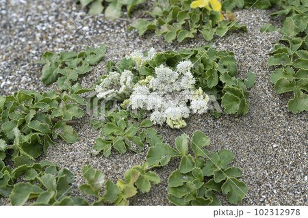 ハマボウフウ 102312978