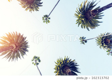 A perfect summer day and tall palms A perfect summer day and tall palms 102313702