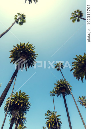 A perfect summer day and tall palms 102313703