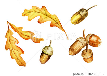 set of watercolor autumn oak leaves, acorns, seeds, sketch of yellow and orange leaves, autumn illustration isolated on white background set of watercolor autumn oak leaves, acorns, seeds, sketch of yellow and orange leaves, autumn illustration isolated on white background 102313807