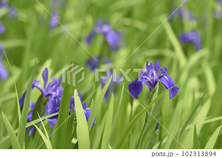 大田の澤のかきつばた群落　天然記念物 102313894