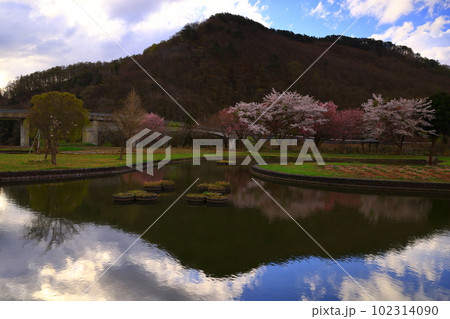 満開の西和賀町の桜 102314090