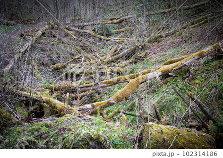 Old fallen trees covered with moss. Weather and nature 102314186