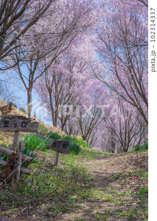 北熊井城跡のサクラ【塩尻市片丘】 102314337