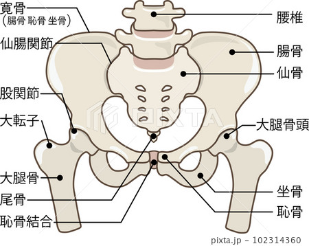 骨盤 名称付き 骨盤 名称付き 102314360