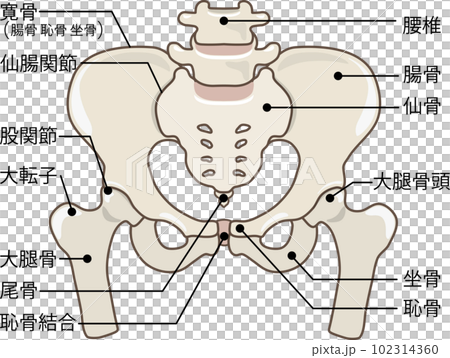 帶名字的骨盆 帶名字的骨盆 102314360