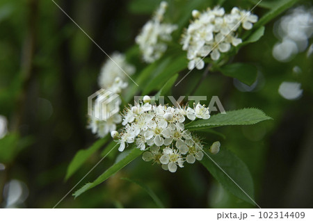 アズキナシの花 アズキナシの花 102314409